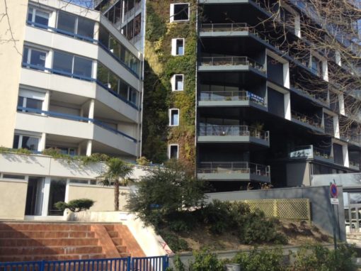 Chantier entretien mur végétalisé Rennes