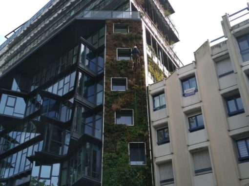 Taille mur végétal Rennes